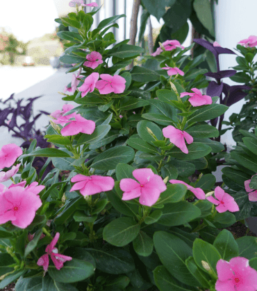 The flowers at Chez Maria Júlia Boutique Hotel